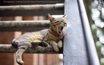 VOL43%_3880b