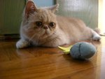 ���g�̷R������--�j�³�
