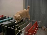 ���m�[���M������o