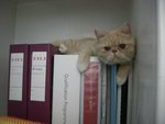 �Φb������file�W