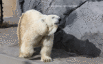 polarbear