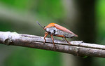 IMG_2808a