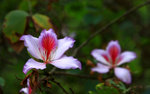 IMG_2880a