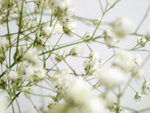 PaleGreen~�W���w���ѬPXD