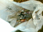 26-4-2007 5-16-10_2