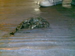 26-4-2007 5-16-10_4
