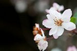 20100320-DSC_7178