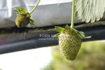 DSC_3421
baby strawberry...