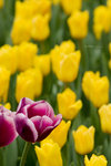 CRW_3195