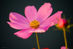CRW_3254