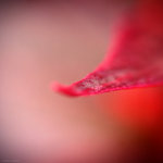 IMG_1471
