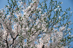 006-IMG_2888