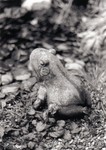 stone frog.