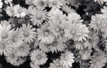 unknown flower.