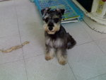20061203326