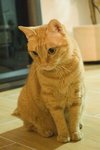 CAT (4)
