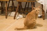 CAT (6)