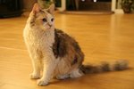 IMG_1834
