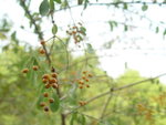 DSC00510