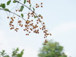 DSC00513