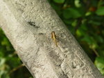 DSC00514