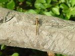 DSC00515
