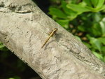 DSC00516