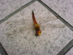 DSC00290