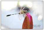 ����������a ������a���� ��Romantic Pilot. Hongkong Wetland Park