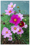 ◆秋英小姐 花卉展覽 2009 主題花 秋英 (德國鏡頭) ◇Lady Cosmos. Flower Show 2009 /Cosmos/ F(0909) / (German Lens)