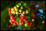 ���G(�@) ������a���� ��Fruit(1) Hongkong Wetland Park