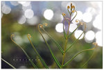 ����(�@) ������a���� ��Leaf(1) Hongkong Wetland Park