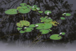 ���e���p�� ��a���� ��Flower & Leaf Series F(0914). Wetland Park