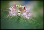 �������骺�ᦷ ��a���� ��Flower & Leaf Series F(0915). Wetland Park