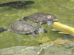 
20090412 (2)耀道小學水池的龜龜！