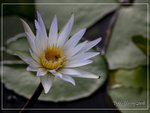 aIMG_9411