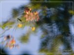 aIMG_9486