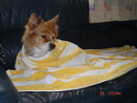 Dog_Walk_345