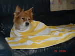 Dog_Walk_346