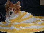 Dog_Walk_348