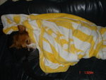 Dog_Walk_383