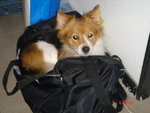 Dog_Walk_388