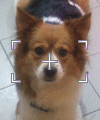 dog_pb1