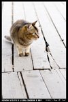Cat_01