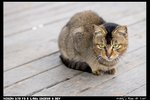 Cat_02