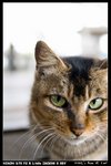 Cat_03