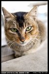 Cat_04