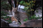 Cat_06