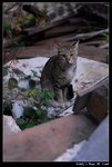 Cat_07