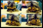 Dog_002